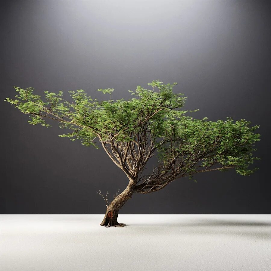 Дерево в 3 d. Acacia Tree. Эбеновое дерево 3ds Max. Acacia модель.