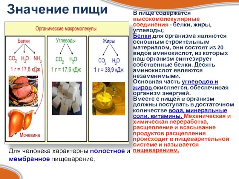 В клетках животных углеводом является