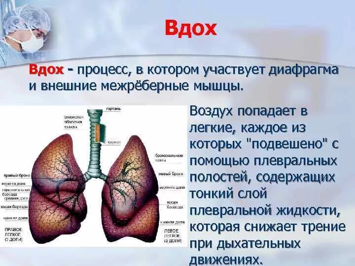 Не проходит воздух в легкие. Информация о дыхательной системе. Не проходит воздух в легкие. Не проходит воздух в легкие. Из гортани воздух попадает в.