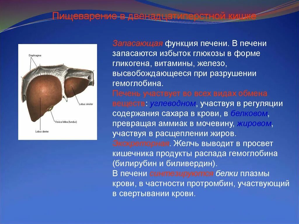 Железа печени функции. Пять функций печени. Роль печени в организме презентация 8 класс. Как печень запасает глюкозу.