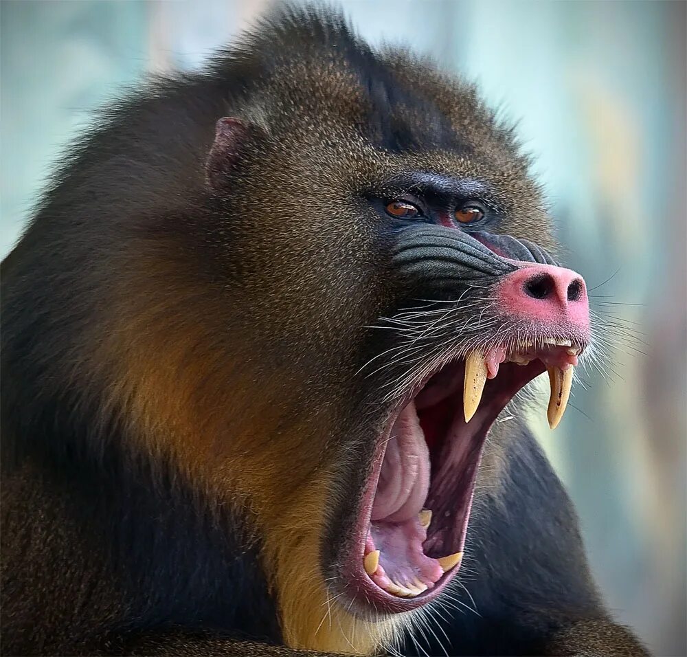 хищные приматы. злой шимпанзе. камерунский павиан дрил. макака шимпанзе горилла. тенистый мандрил.