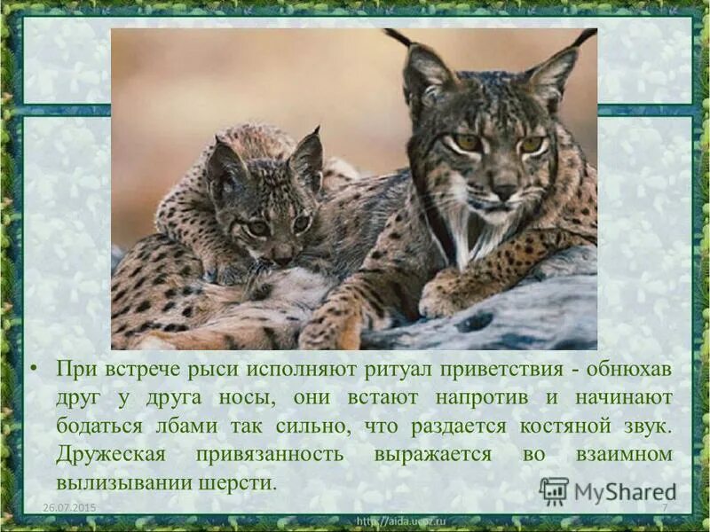 интересные факты о рыси 4 класс. интересные факты о рыси 4 класс. факты о рыси. интересные факты о рыси 4 класс. факты о рыси.