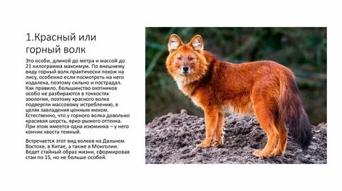 Красный волк из красной книги сообщение кратко