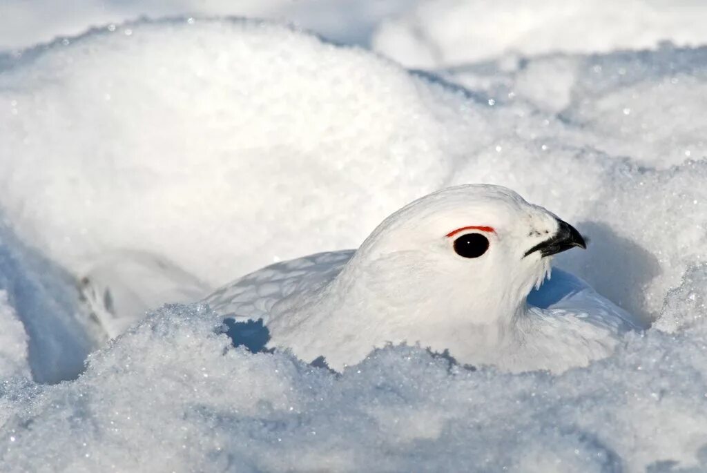 Какие птицы ночуют зарывшись в снег. Белая куропатка в Арктике. Куропатка Арктика. Белая куропатка зимой. Стая белых куропаток.