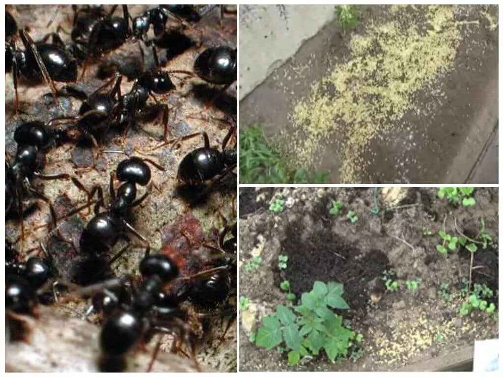 Большие муравьи на дачном участке. Чёрные муравьи в огороде. Чёрные муравьи на участке. Муравейник в огороде.
