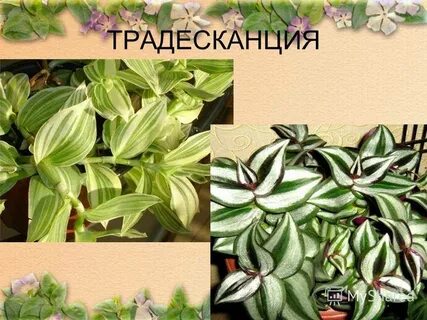 Формирование традесканции