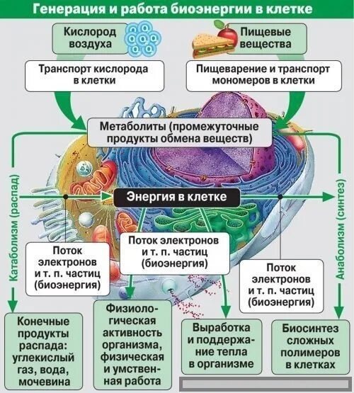 Метаболизм клетки.