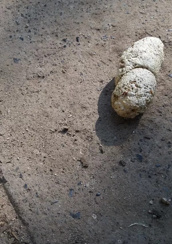 Какают круглыми какашками. Какают круглыми какашками