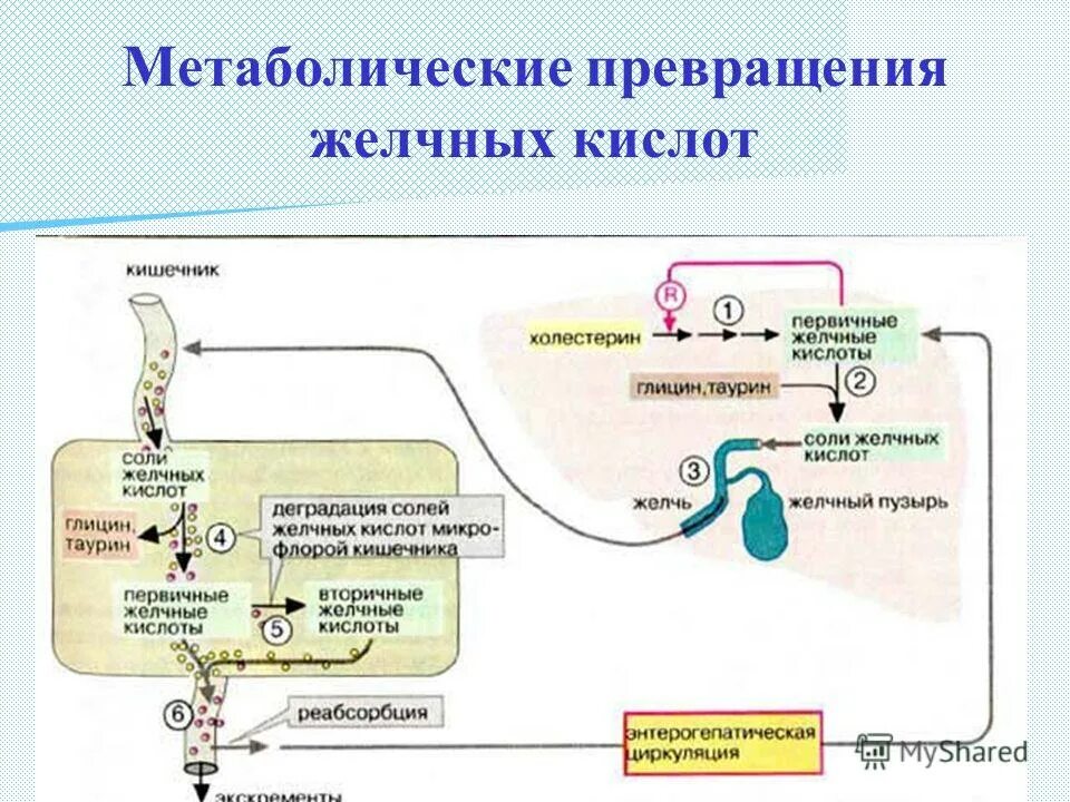 Желчные кислоты. Первичные и вторичные желчные кислоты. Конъюгированные и неконъюгированные желчные кислоты. Синтез желчных кислот.