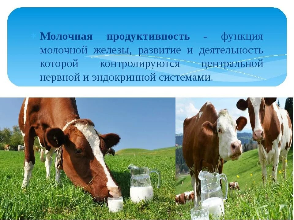 Учет продуктивности животных. Молочная продуктивность. молочная продукпродукт. молочная продуктивность коров. продуктивности молочного скотоводства.