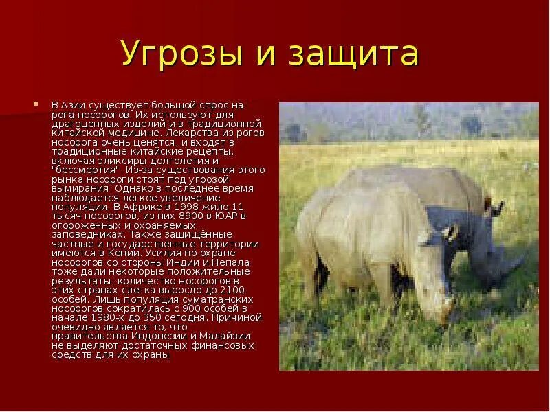 Носороги краткое содержание