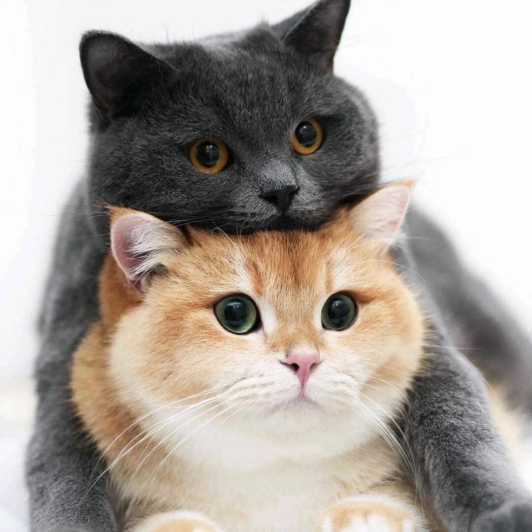 Кошечки любовь. Котики любовь. Котики обнимаются. Милые котики обнимаются. Два кота.