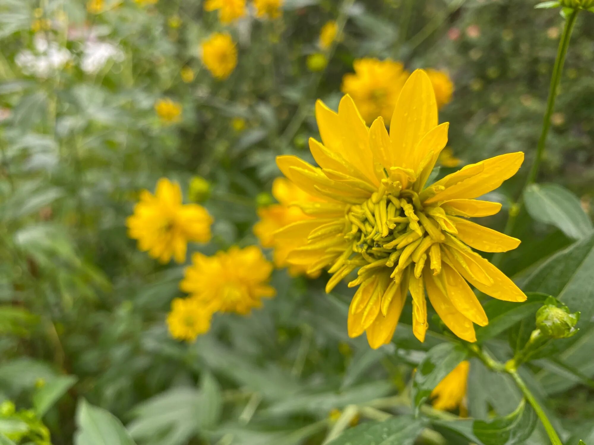 Золотой шар описание. Топинамбур золотой шар. Asteraceae золотые шары. Золотой шар цветок. Золотой шар цветы букет.