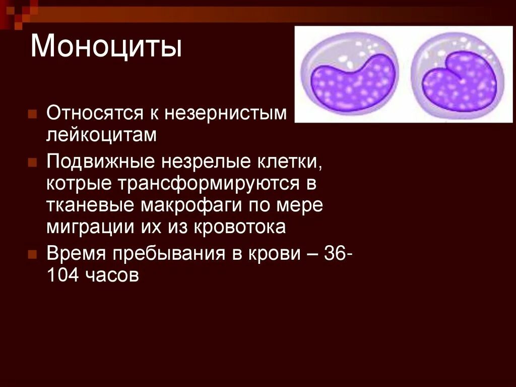 Фагоцитирующие моноциты. Моноциты клетки. Моноциты относятся к. Моноциты в крови. Клетками макрофагами являются