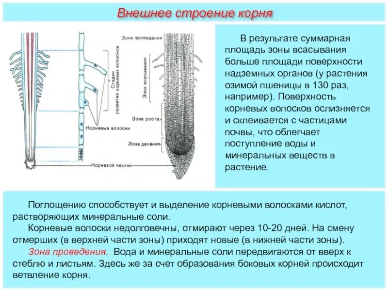 Площадь корень