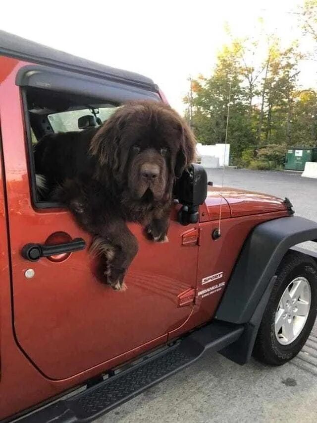 Автомобиль большая собака