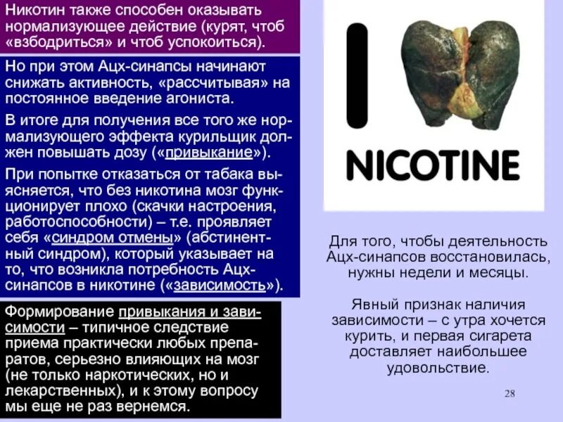 Никотин синапс. Воздействие никотина на синапсы. Представление о никотине. Ацетилхолин и никотин. Нормализующее действие
