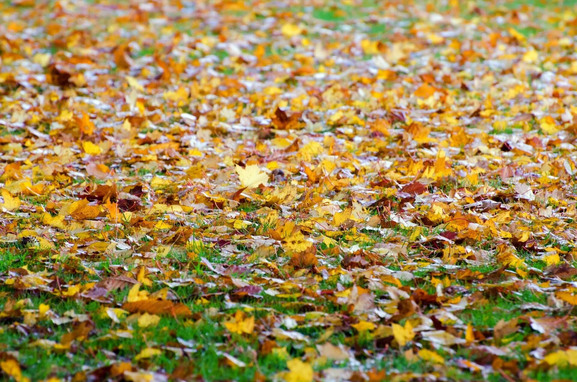Листья на земле. Осенние листья на земле. Осенние листья на траве. Осень листва на земле. Осень какая трава