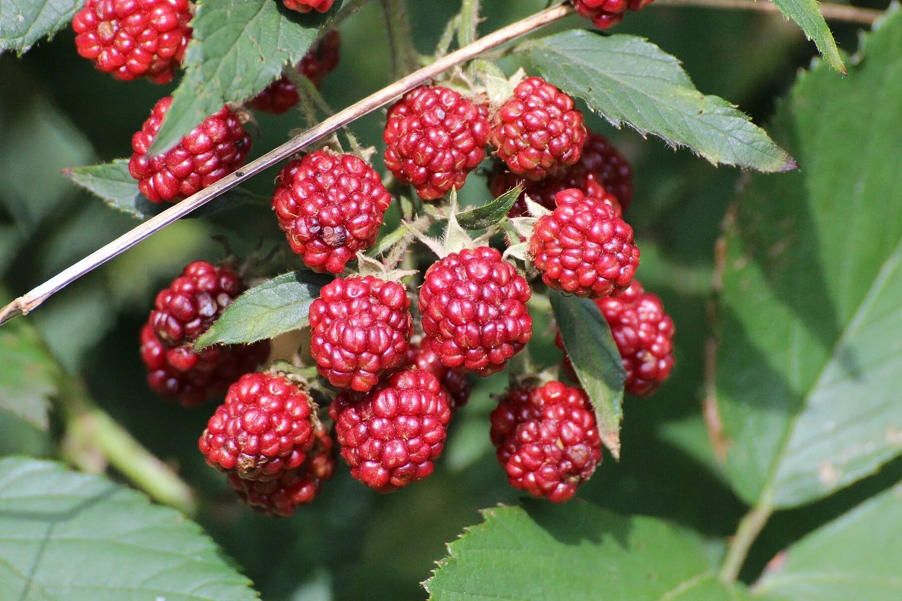 Rubus ежевика. Малина Ежевичная куст. Ежемалина Логанберри. Малина Рубус.