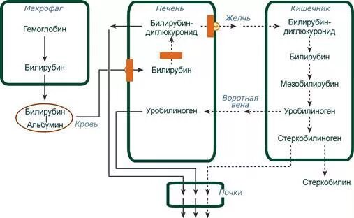Детоксикация билирубина. Обмен билирубина в норме схема. патогенез паренхиматозной желтухи схема. паренхиматозная желтуха патогенез патофизиология. обмен билирубина в норме и при желтухах.