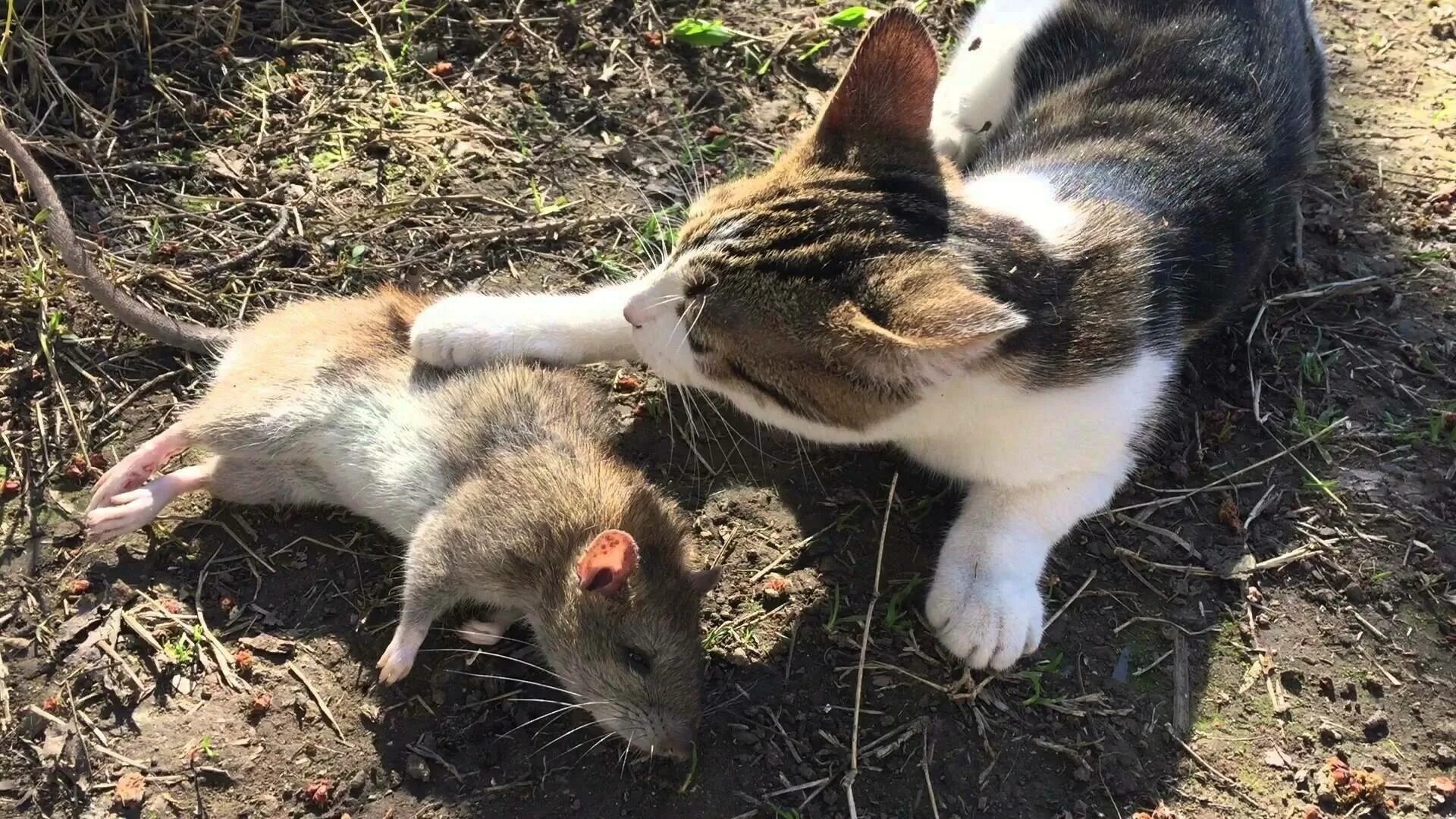 Кот и крыса. Кот охотится. Кошки и Грызуны. Кот и мыши.