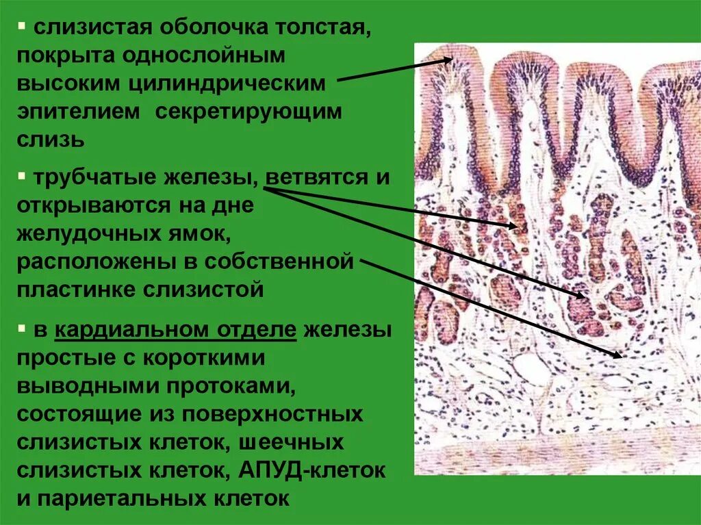 Эпителий клетки цилиндрического эпителия слизь