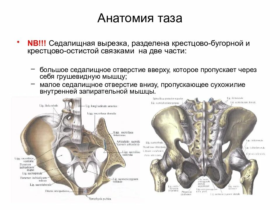 Крестец подвздошная кость. Крестцово копчиковый сустав оси. Крестцово остистая связка. Крестцово Бугорная связка и крестцово остистая связка. Неттер анатомия крестцово-подвздошных.