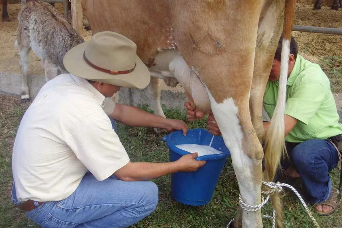 Через сколько доить после отела. Доение коров. Доить корову. Молочное доение коров. Корова молоко.