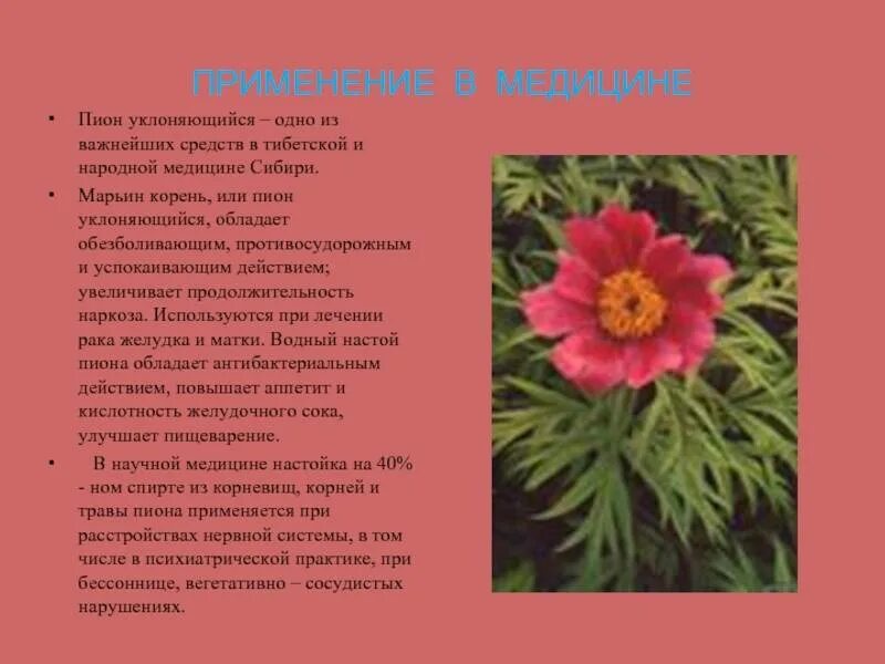 Все о уклоняющемся пионе: описание сорта Марьина трава, уход за диким пионом дом