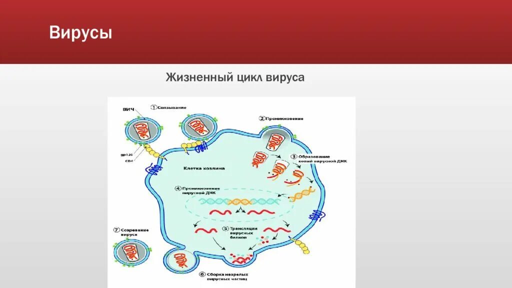 Этапы жизненного цикла вируса. Жизненный цикл вируса схема. Жизненный цикл вируса гепатита с. Жизненный цикл вируса биология.