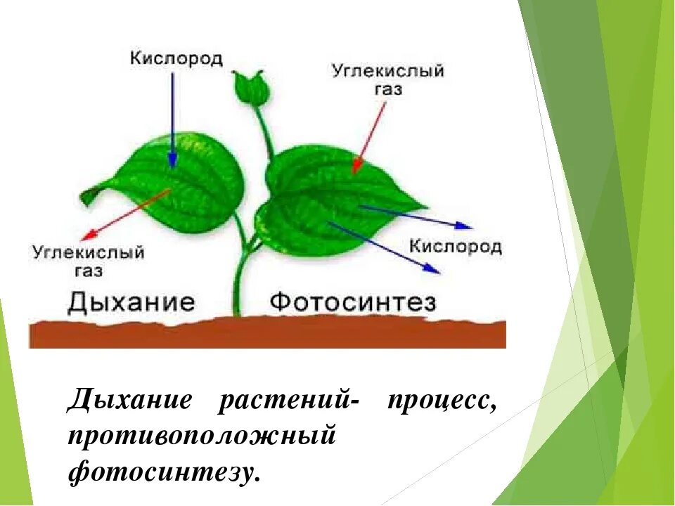 Каков процесс дыхания растений