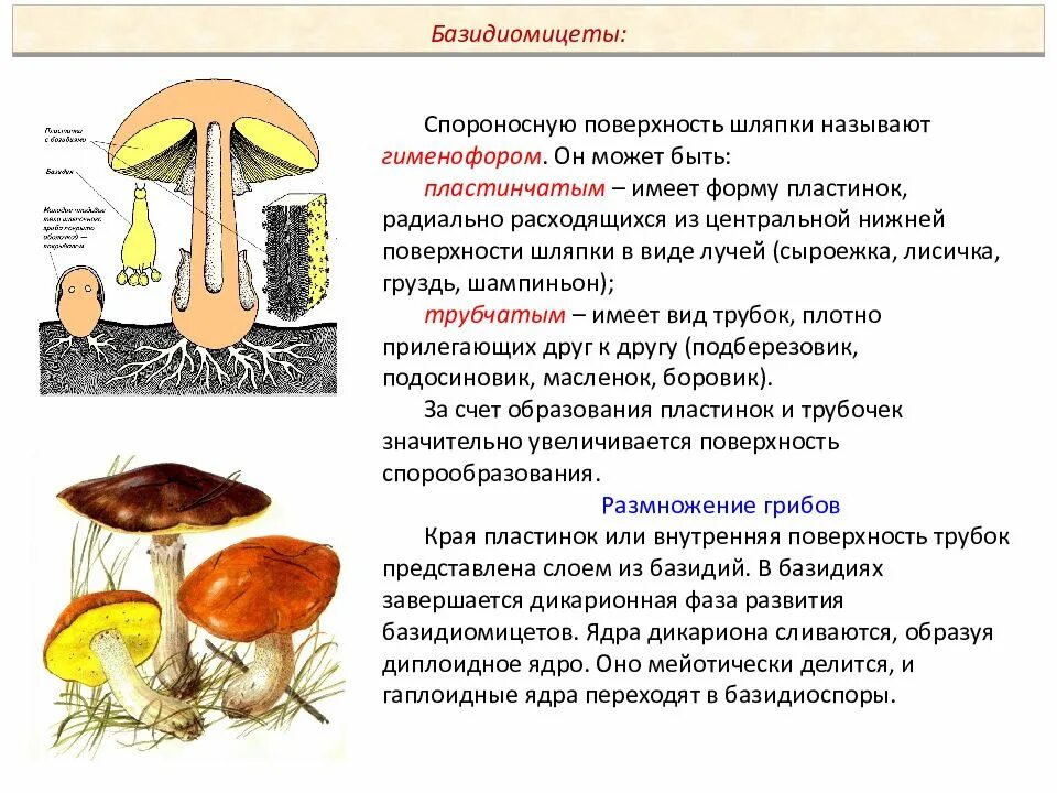 Шляпочный гриб шляпочный гриб. Царство грибов Шляпочные. Шляпочные грибы высшие грибы. Плодовые тела шляпочных грибов пластинчатый и трубчатый гименофор.