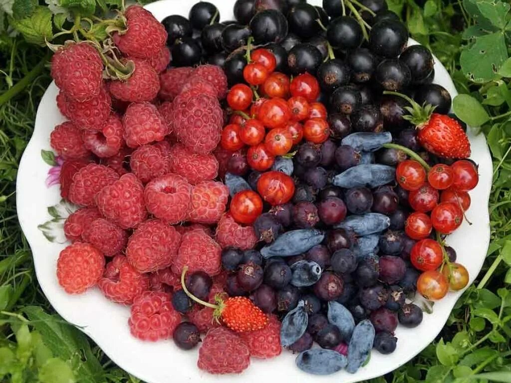 Как называется ягодка. Ягоды в огороде. Лесные ягоды. Спелая ягода. Съедобные садовые ягоды.