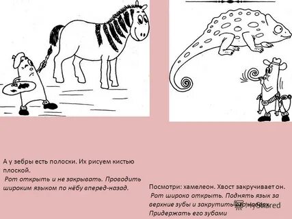 У зебры не бывает инфаркта
