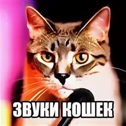 Включи видео звука кошек. Включи видео звука кошек. Кошка звук звук. Голос кота зовущего кошку. Кот мяукает звук.