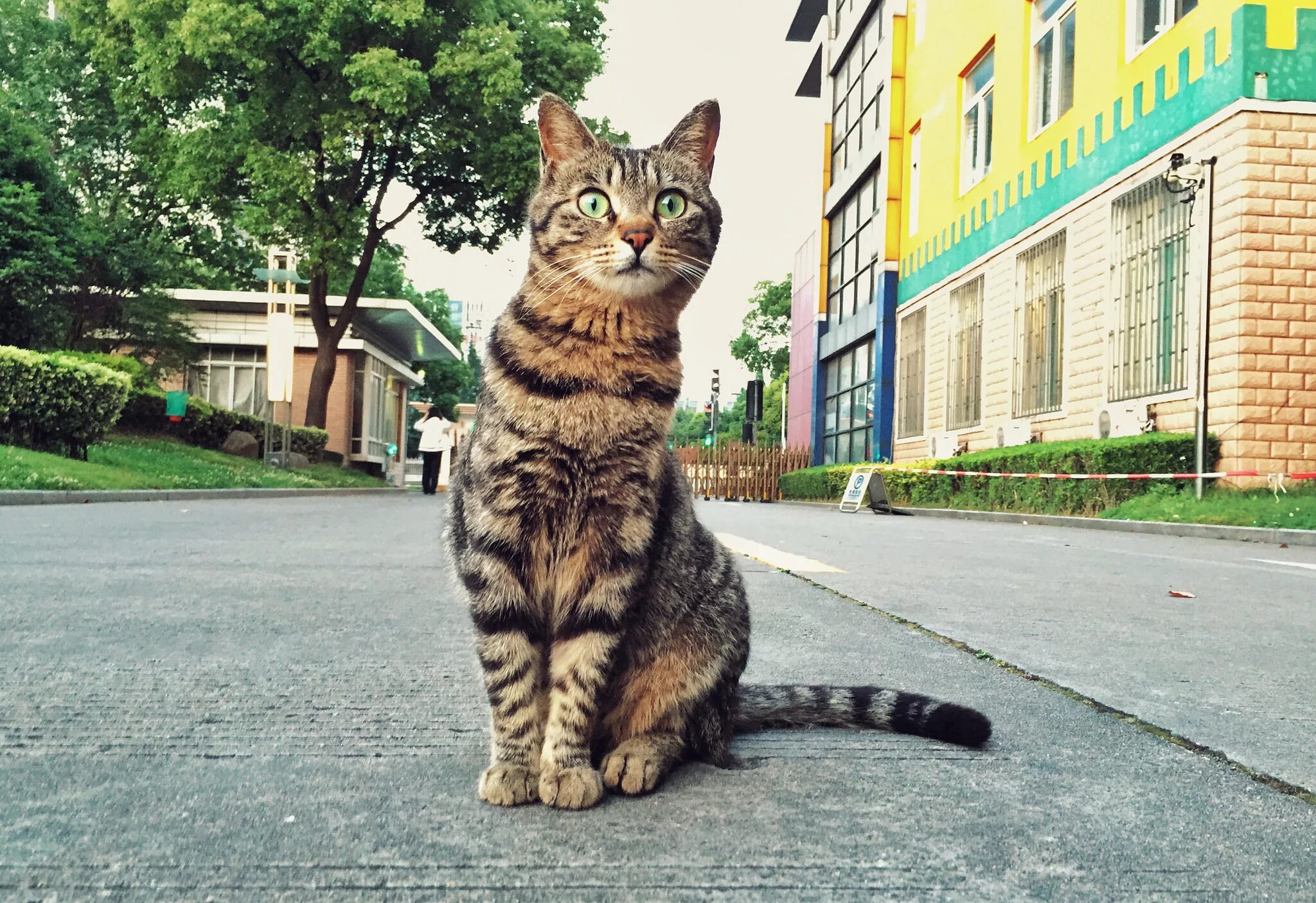 Кошак. Уличный кот. Кошка на улице. Кошка сидит. Красивые уличные кошки.