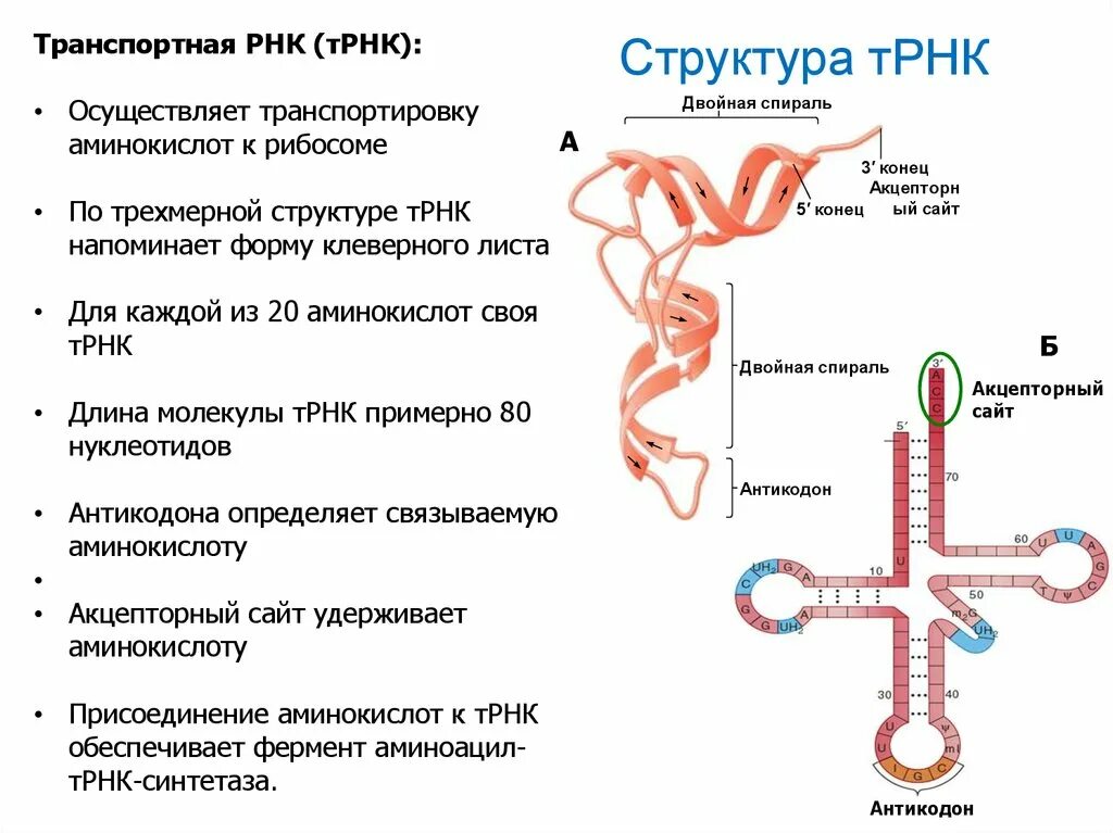 Структура транспортной РНК. Строение транспортной РНК биохимия. Структура ТРНК. Структура ТРНК схема.