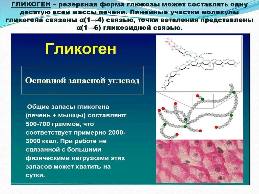 Печень запасает гликоген. Гликоген. Гликоген функции в организме. Функции гликогена в организме человека. Роль гликогена в организме.