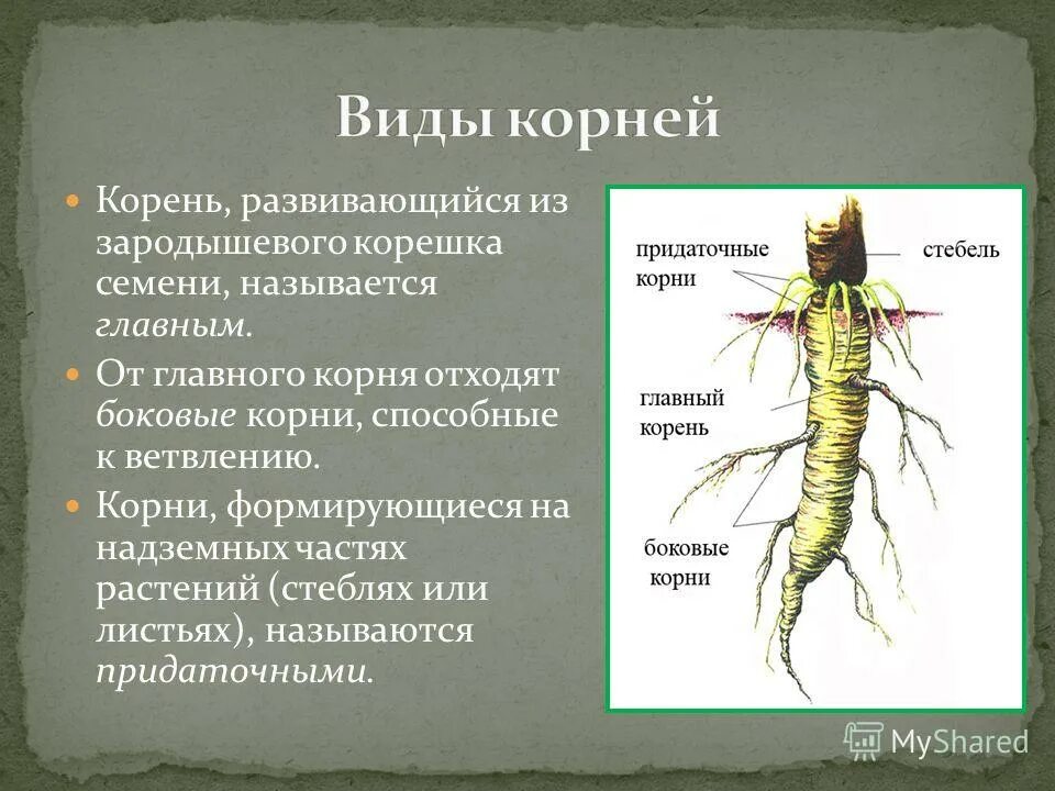 Боковыми называют. Боковые корни. От главного корня отходят придаточные корни. Придаточные корни образуются. Боковые корни отходят.