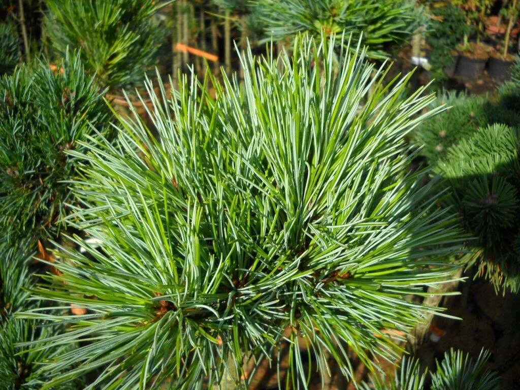 Хвойные краснодар. Pinus koraiensis Changbai. Pinus koraiensis Winton. Сосна Кедровая Блю Болл. Сосна Кедровая корейская Блю Болл.