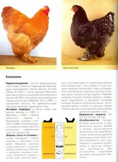 Порода кур мясо яичной продуктивности 7 букв