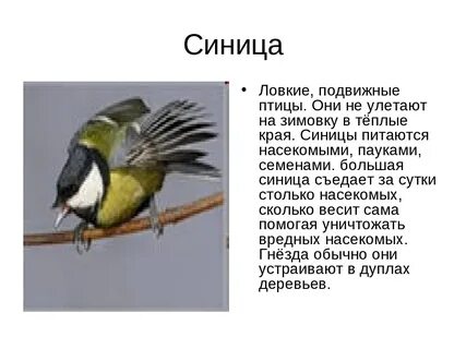 Улетают ли синицы на лето