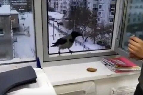 Птичка села на подоконник примета