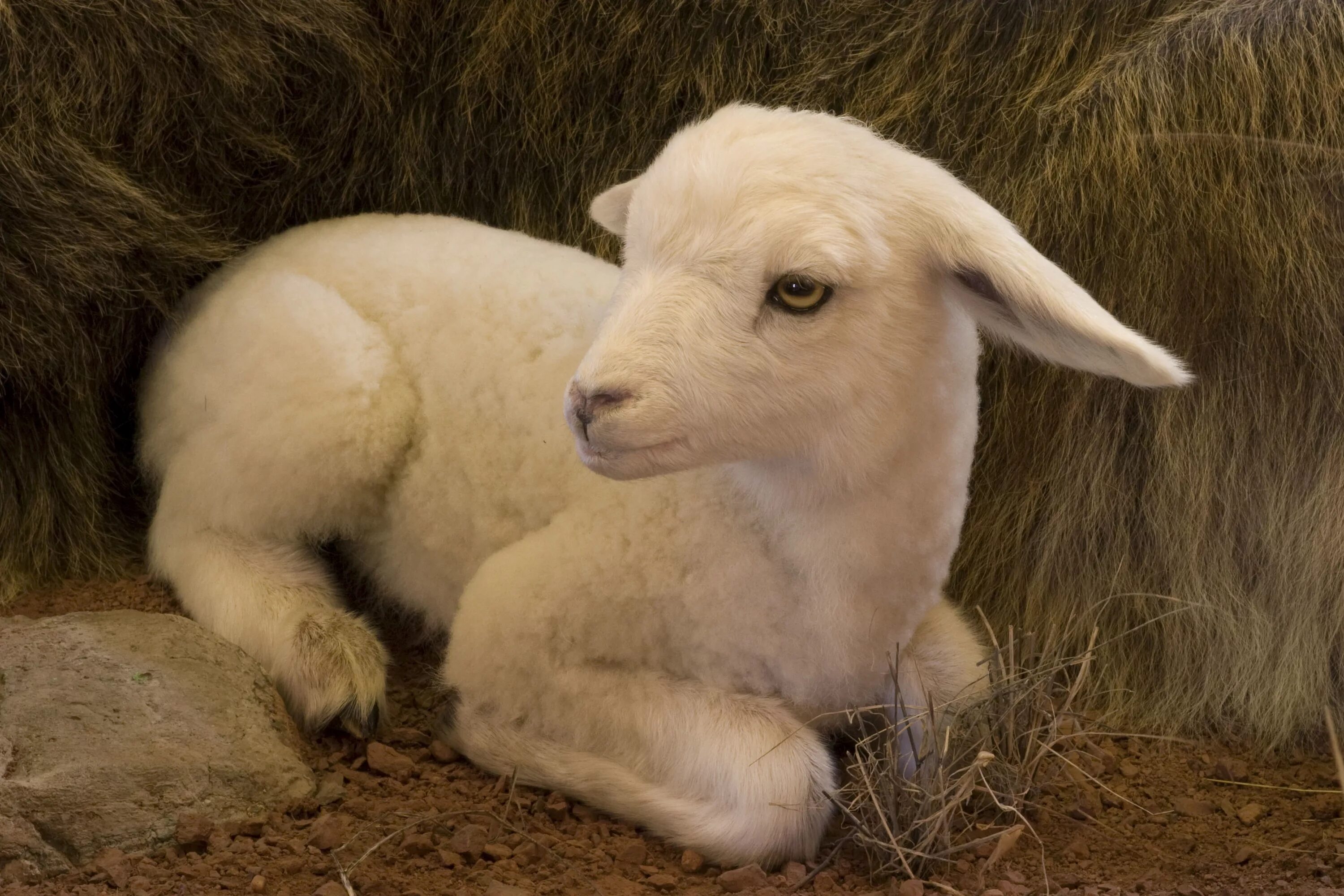 как выглядит ягненок. как выглядит ягненок. как выглядит ягненок. коричневый баран. красивый барашек.