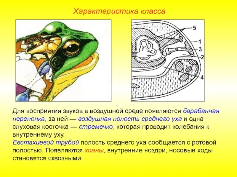 Барабанная перепонка амфибий. Среднее ухо земноводных. Барабанная перепонка у земноводных. Среднее ухо амфибий.