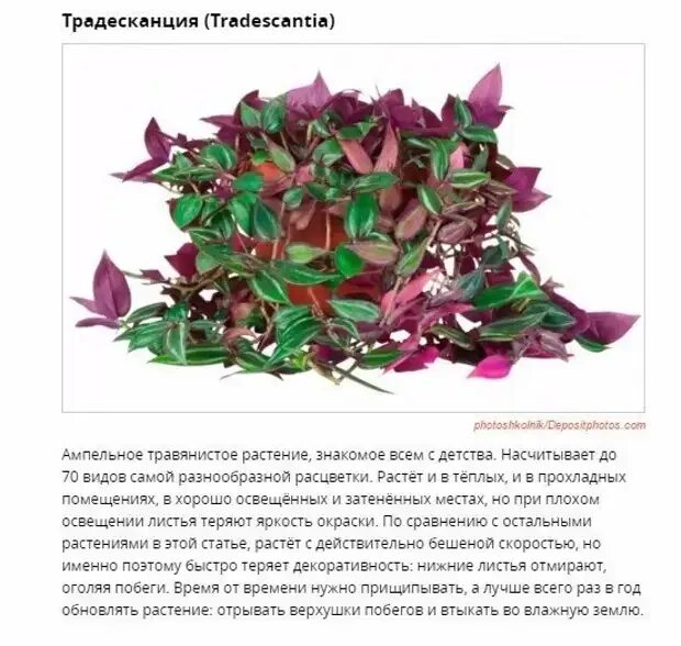 Грунт для традесканций какой. Ампельное растение с розовыми листьями. Традесканция мелкая ампельная. Традесканция ампельная розовая. Традесканция в офисе.