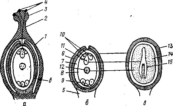 Строение зародышевого мешка у покрытосеменных. Зародышевый мешок у цветковых растений рисунок. Зародышевый мешок у цветковых растений это. 8 Ми ядерный зародышевый мешок.