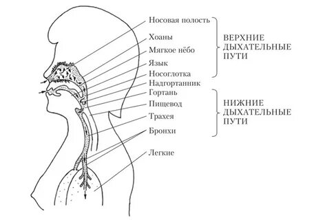 Верхние и нижние дыхательные органы