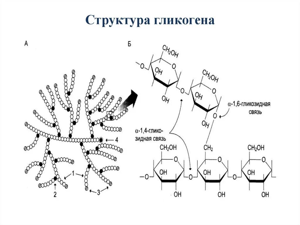 Гликоген строение молекулы. Строение гликогена формула. Молекулярное строение гликогена. Строение фрагмента молекулы гликогена. Глюкоген