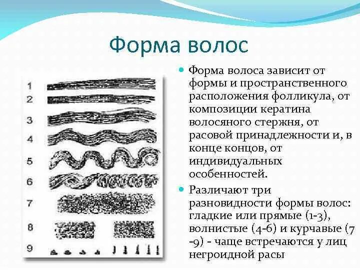 От чего зависит форма. Типы структуры волос. типы волос и структура волоса. форма волос волнистые. строение волоса типы волос.